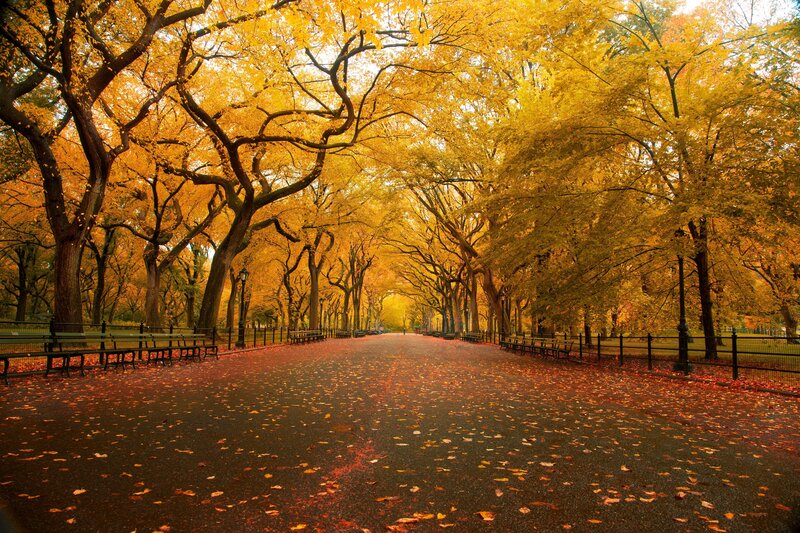 Autumnal Tree-lined Path — Photograph