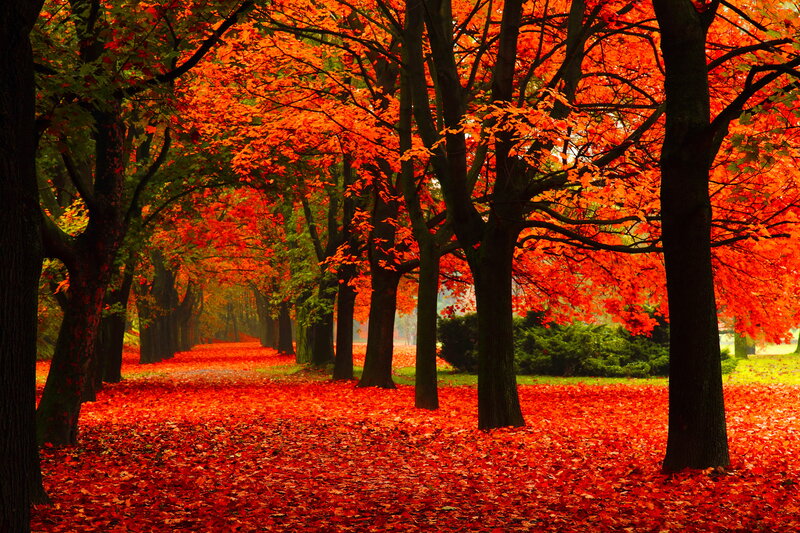 Autumnal Tree-lined Path — Red, Serene