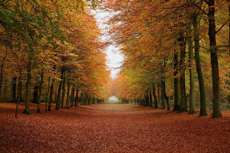 Autumnal Tree-lined Path — Serene