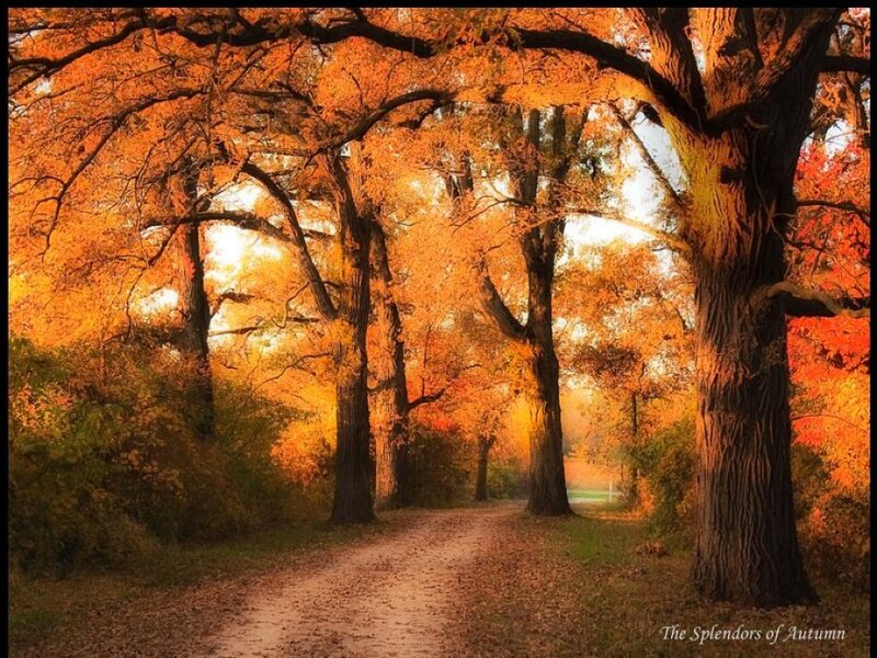 Autumnal Tree-lined Path