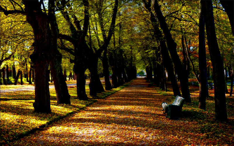 Autumnal Tree-lined Path — Yellow, Serene, Autumn, Photograph, Bench