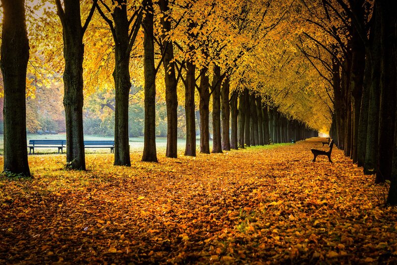 Autumnal Tree-lined Path — Yellow, Serene, Autumn, Photograph, Benches, Fallen Leaves