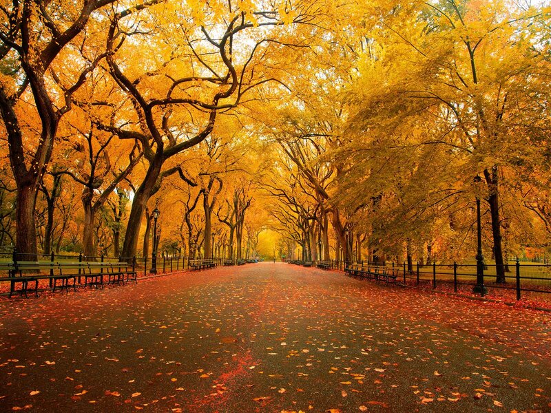 Autumnal Tree-lined Path — Yellow, Serene, Autumn, Photograph