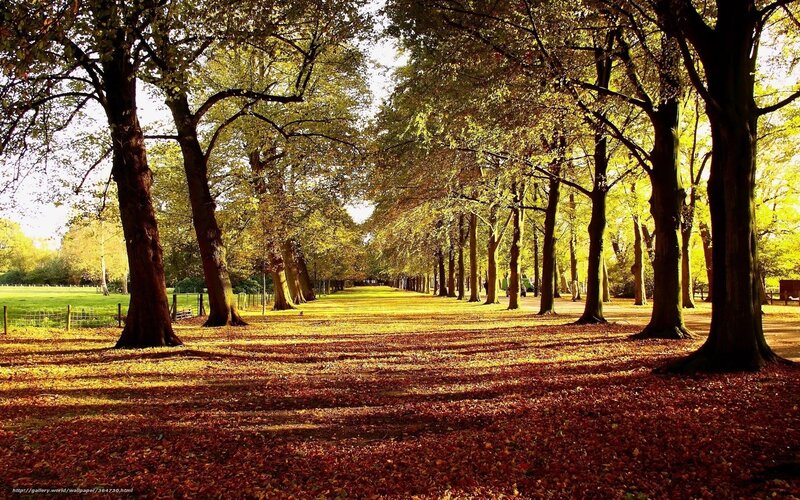 Autumnal Tree-lined Path — Yellow, Serene, Autumn, Photograph, Trees, Fallen Leaves, Grass