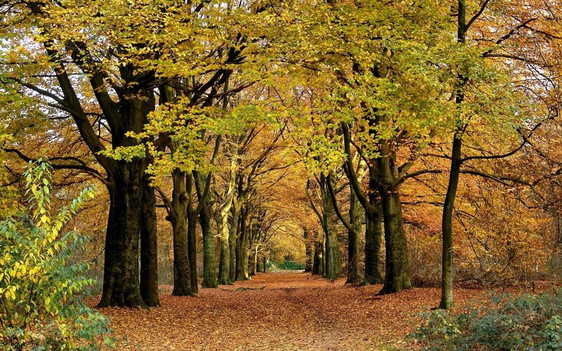 Autumnal Tree-lined Path — Yellow, Serene, Autumn, Photograph, Trees, Leaves, Brown