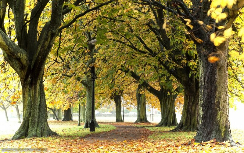 Autumnal Tree-lined Path — Yellow, Serene, Autumn, Photograph, Trees, Leaves, Lamppost