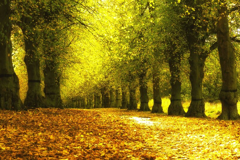 Autumnal Tree-lined Path — Yellow, Serene, Autumn, Photograph, Trees, Leaves, Sunlight