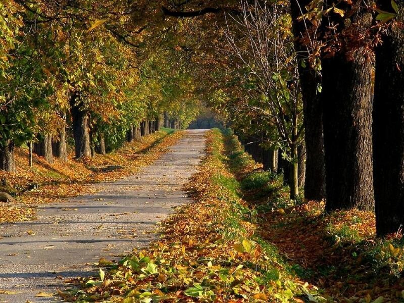 Autumnal Tree-lined Path — Yellow, Serene, Autumn, Photograph, Trees