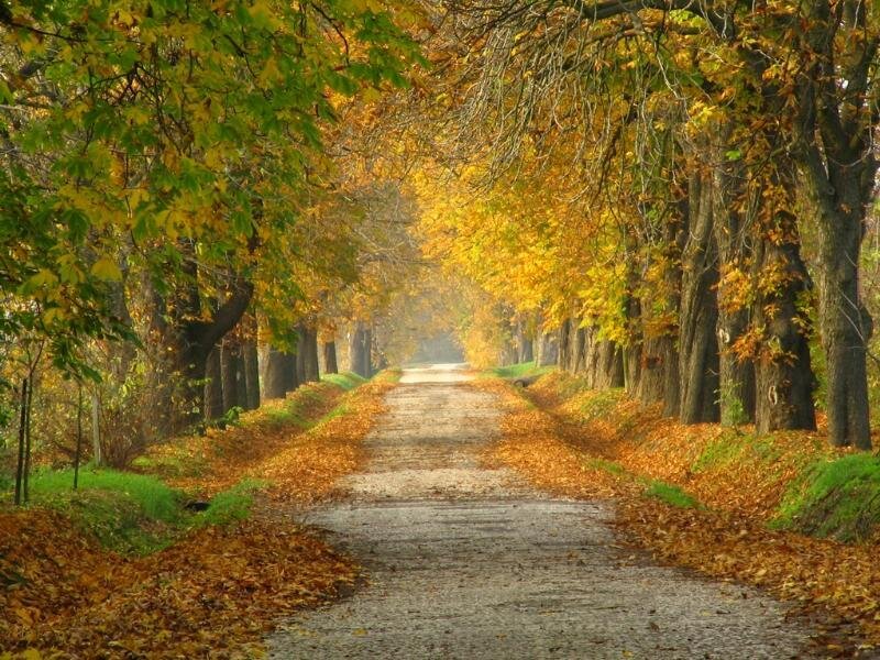 Autumnal Tree-lined Path — Yellow, Serene, Autumn