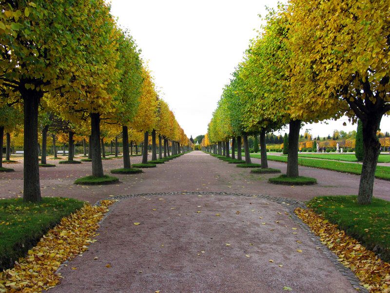 Autumnal tree-lined pathway