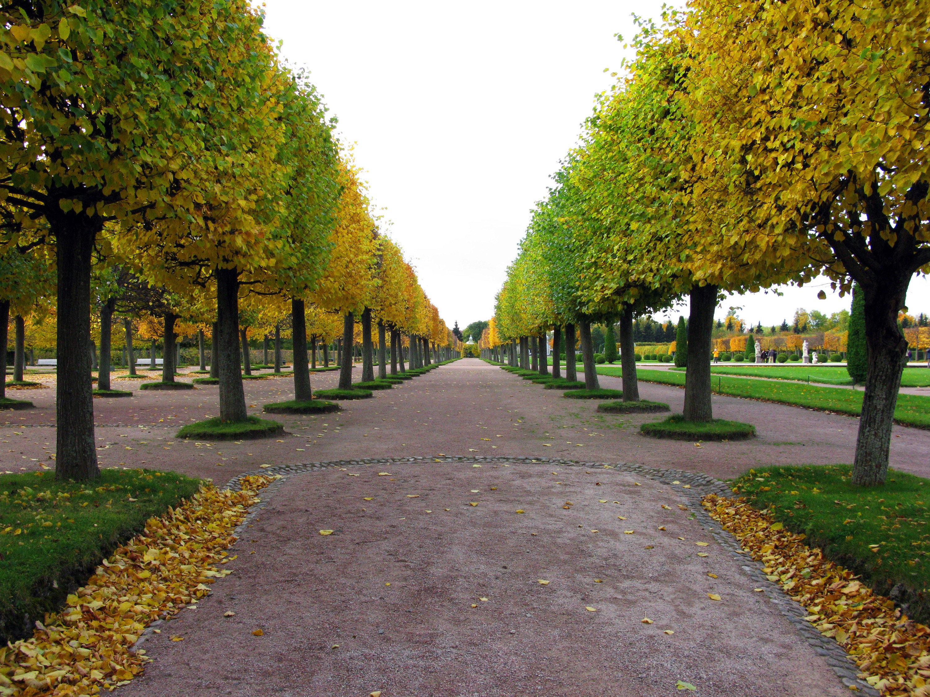Autumnal tree-lined pathway