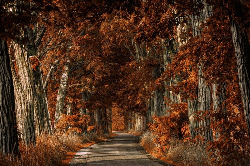 Autumnal Tree-lined Road — Orange