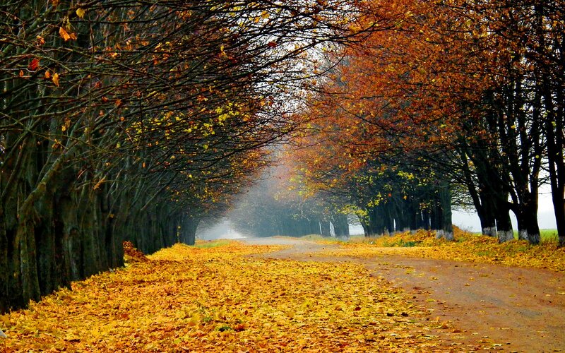 Autumnal Tree-lined Road — Yellow