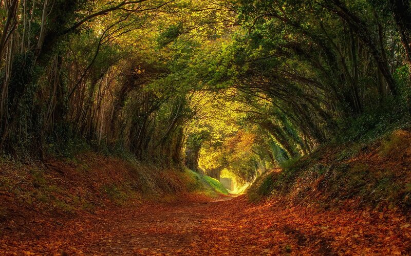 Autumnal Tree Tunnel — Orange, Serene