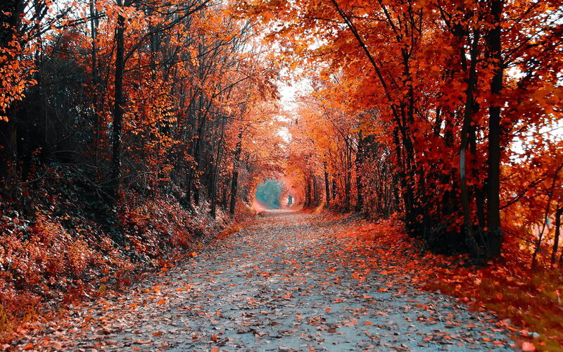 Autumnal Tree Tunnel — Orange
