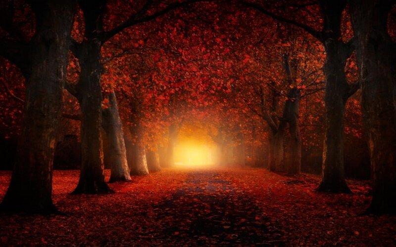 Autumnal Tree Tunnel — Red