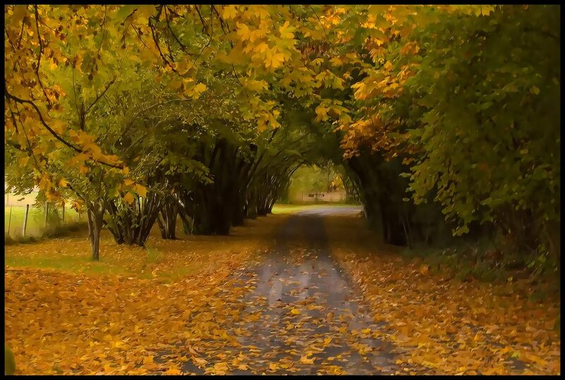 Autumnal Tree Tunnel