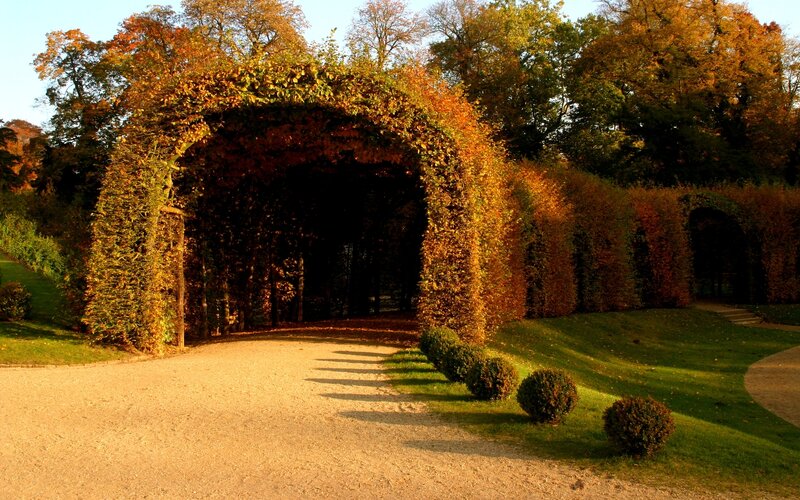 Autumnal Vine Arch