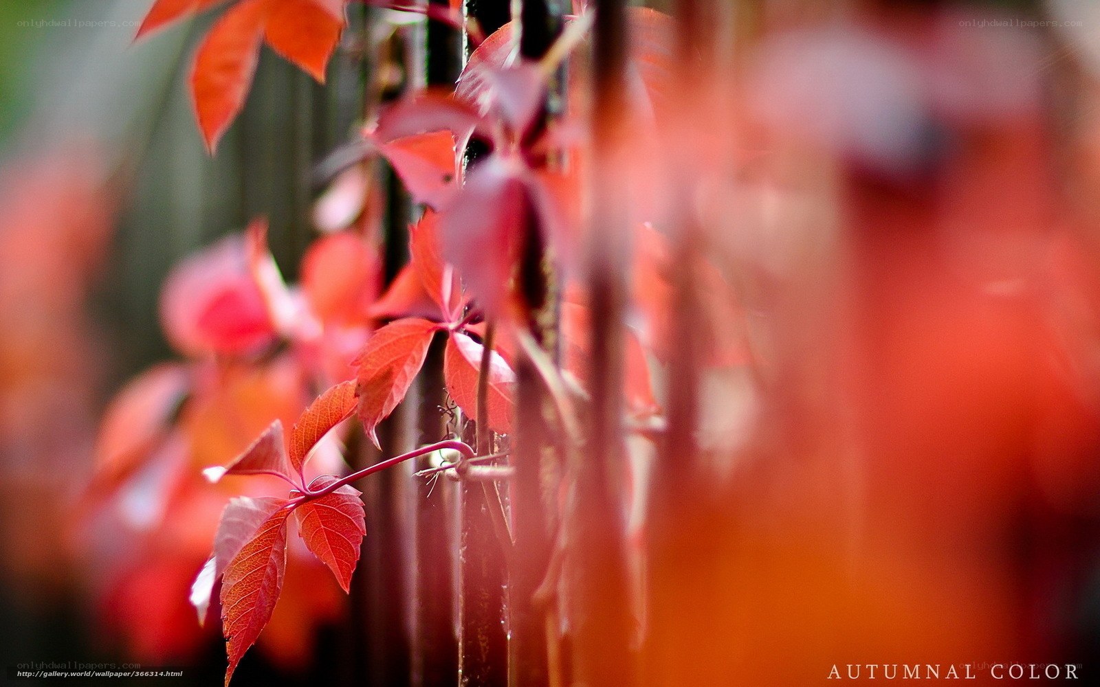 Autumnal Vine Leaves