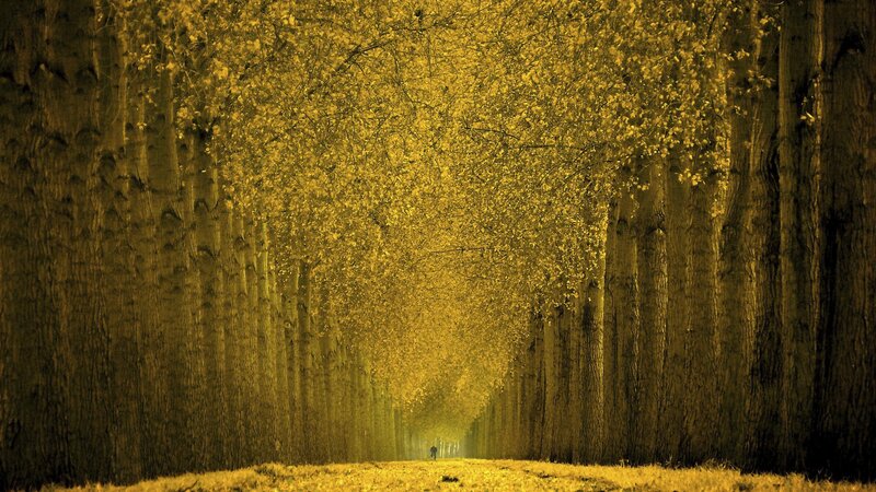 Avenue of golden trees