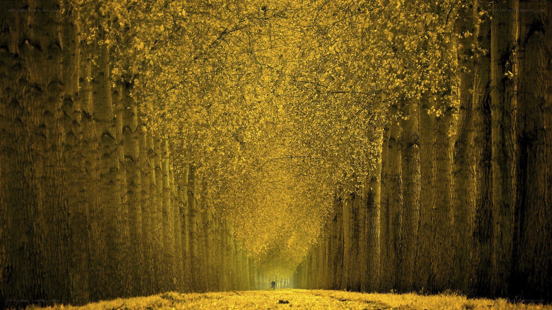Avenue of golden trees
