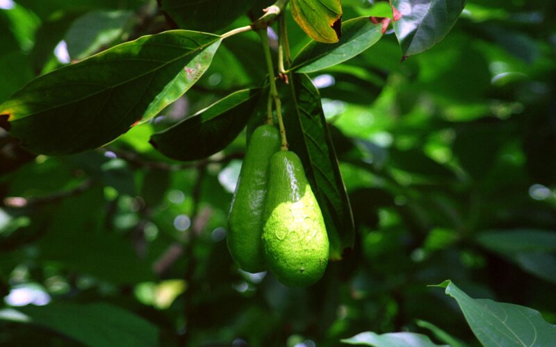 Avocados growing on a tree