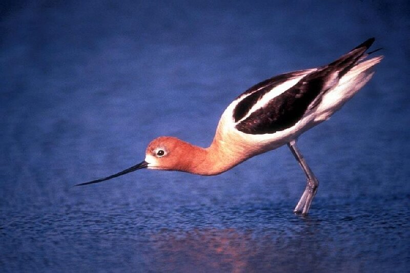 Avocet Bird in Water