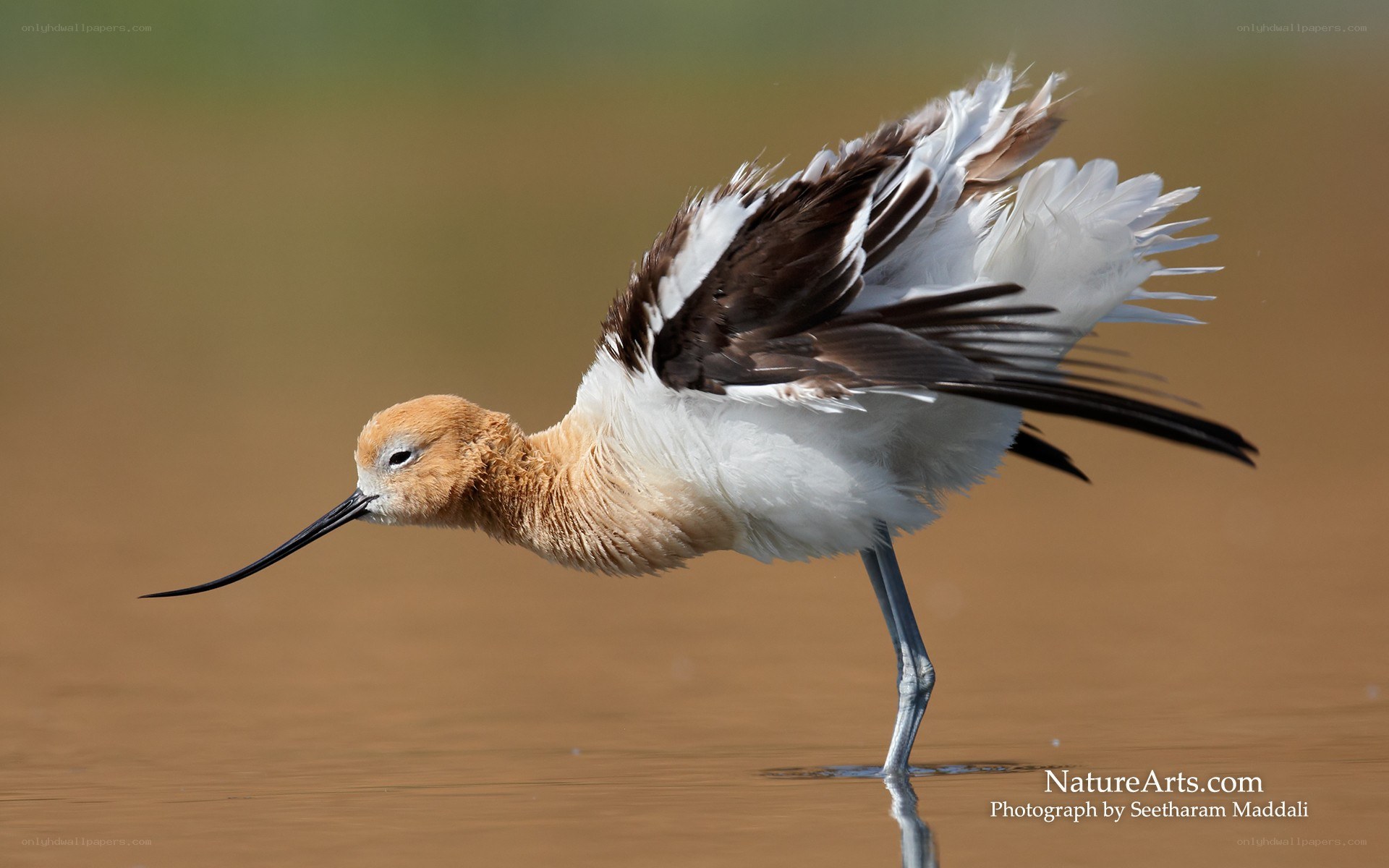Avocet in shallow water