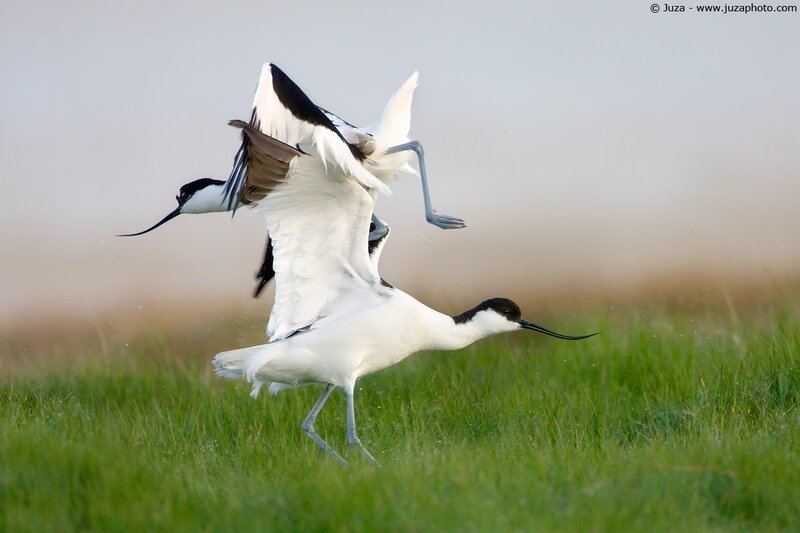 Avocets in flight over grass