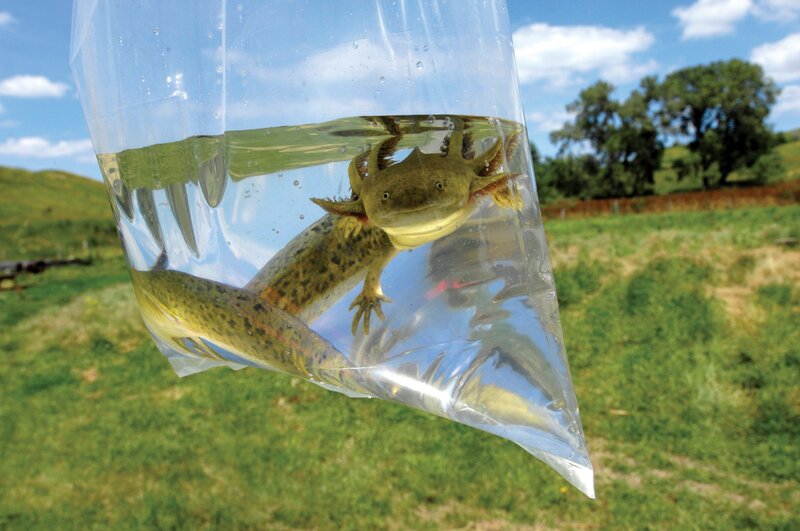 Axolotl in a plastic bag