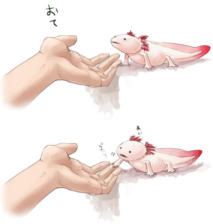 Axolotl interacting with hand
