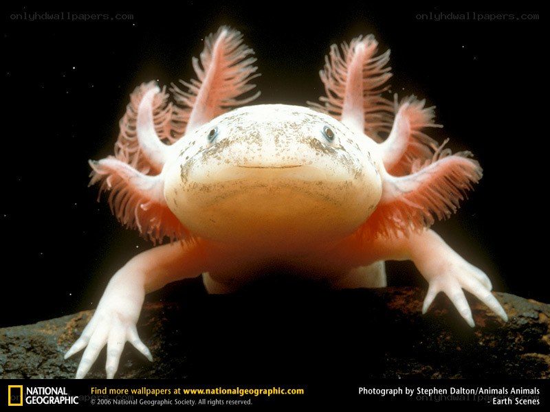 Axolotl on a rock