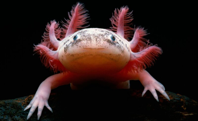 Axolotl on Rock