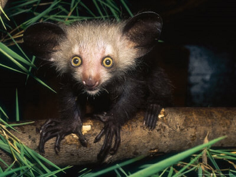 Aye-aye Lemur — Black
