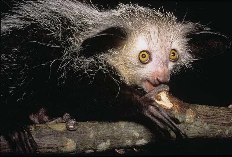 Aye-aye Lemur