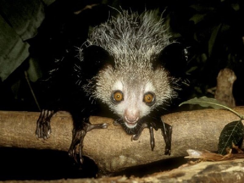 Aye-aye on a Branch