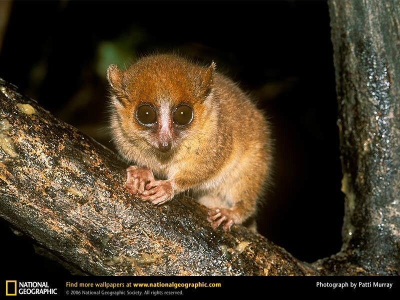 Aye-aye on a tree branch