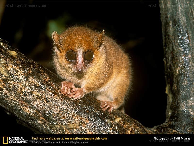 Aye-aye on a tree branch