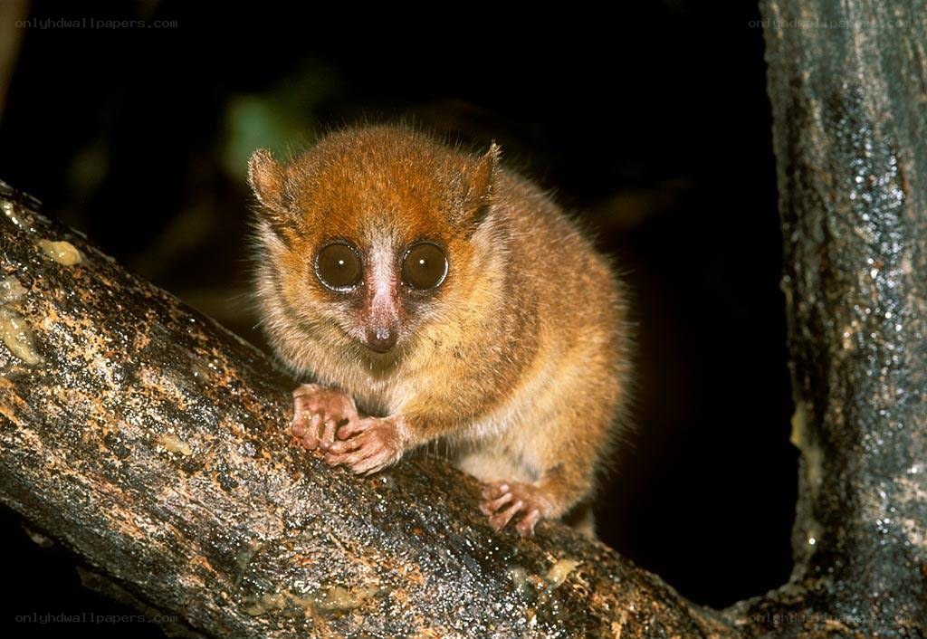 Aye-aye on a tree branch