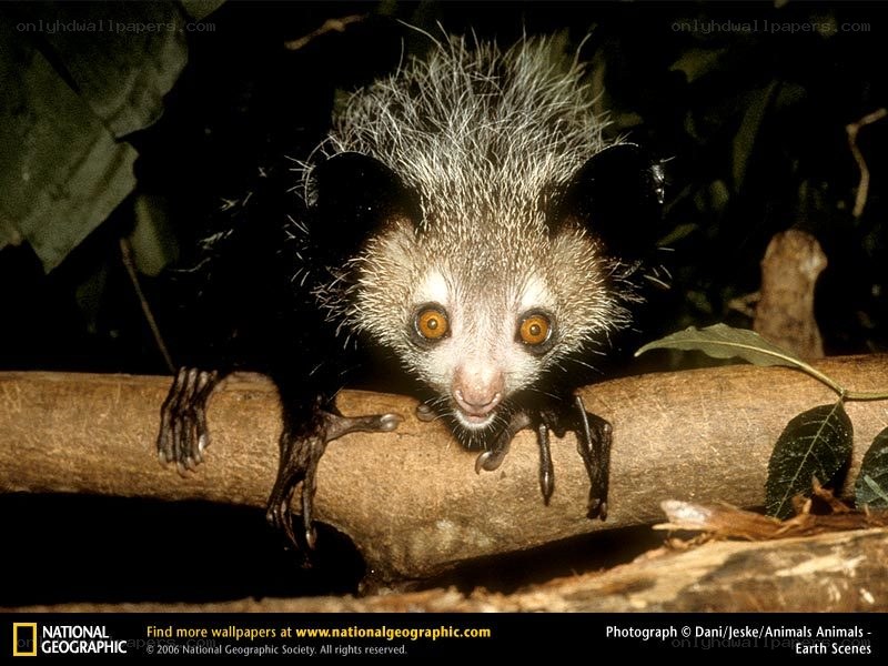 Aye-aye on a tree branch