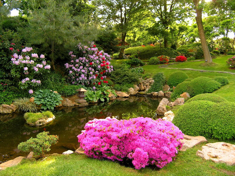 Azalea Bush Near Pond — Green