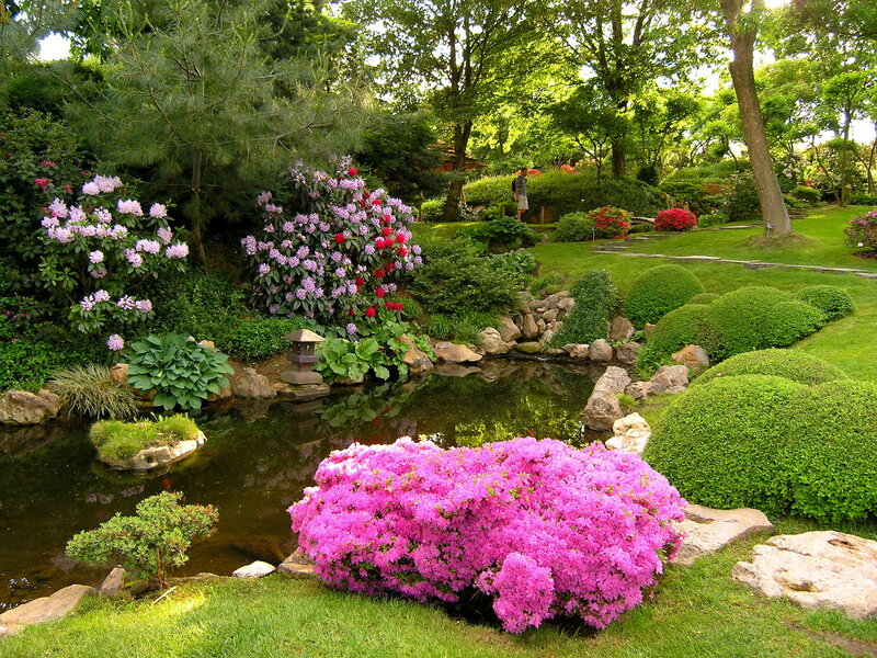 Azalea Bush Near Pond