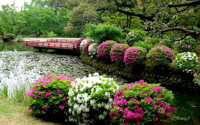 Azalea Bushes by Pond — Green, Serene