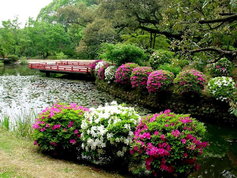 Azalea Bushes by Pond — Green