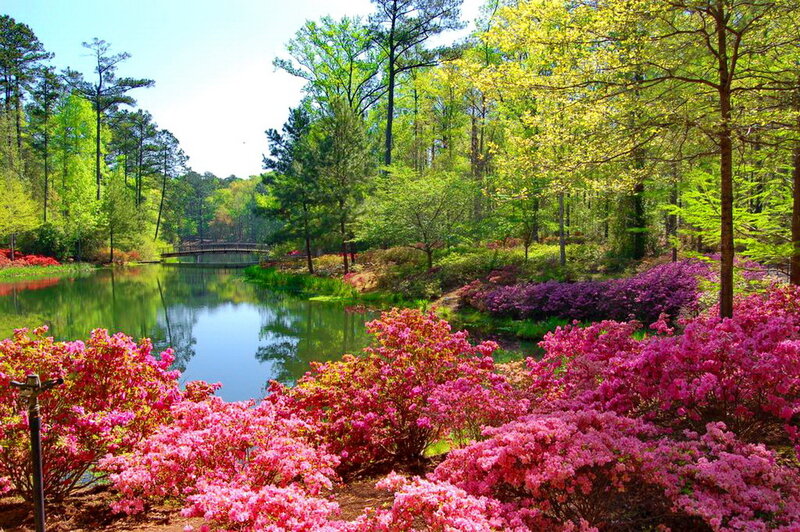 Azalea Bushes by Pond — Pink, Serene, Spring