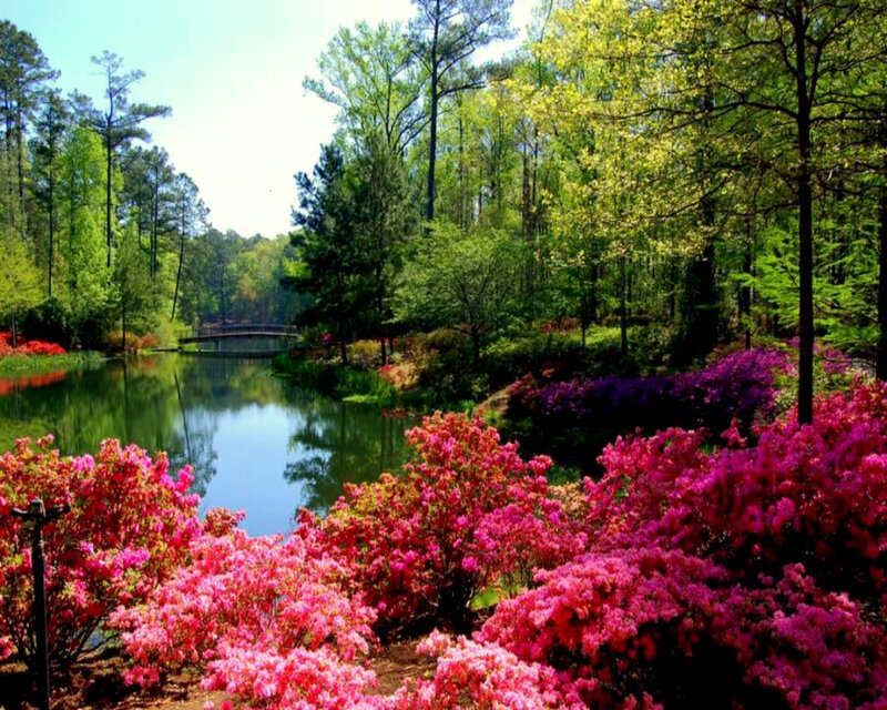 Azalea Bushes by Pond — Pink, Serene