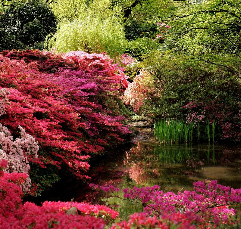 Azalea Bushes by Pond — Pink