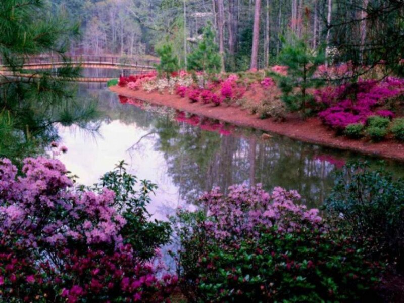 Azalea Bushes by Pond — Purple, Serene