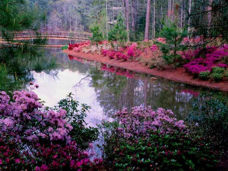 Azalea Bushes by Pond — Purple