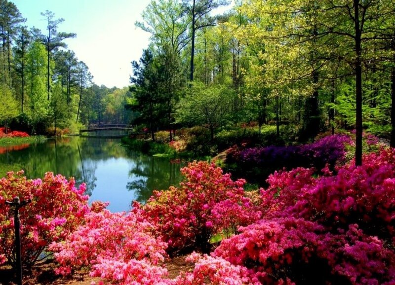 Azalea Bushes by Pond